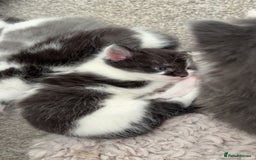 Mixed Breed cats for sale: Beautiful half Maine coon kittens ❤️ - Image 2