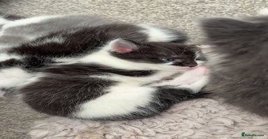 Mixed Breed cats - Advert 2