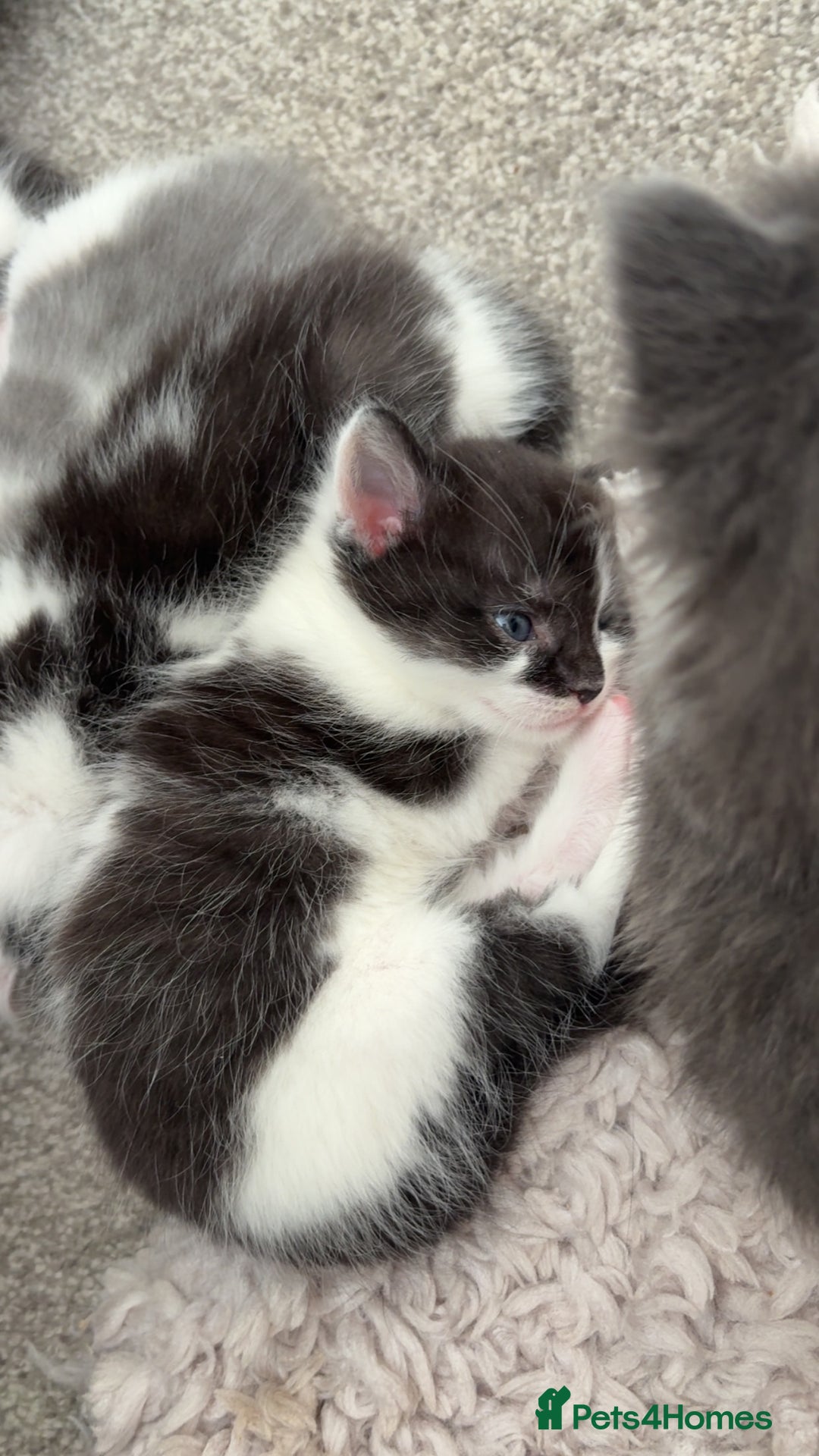 Mixed Breed cats for sale: Beautiful half Maine coon kittens ❤️ - Image 2