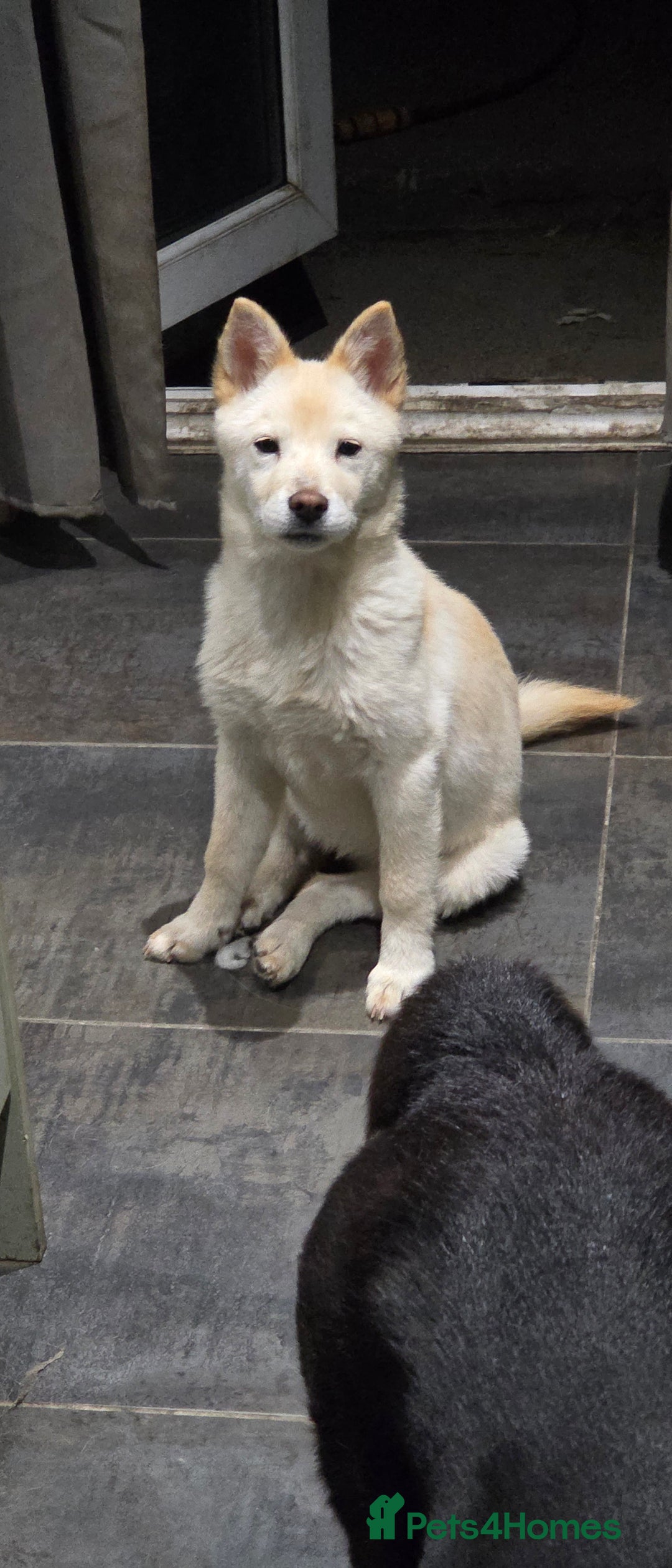 Mixed Breed dogs for sale: One Beautiful female chowski puppy  in Maesteg - Image 3