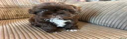 Shih Tzu dogs for sale: Beautiful Friendly imperial shih tzu boy - Advert 7