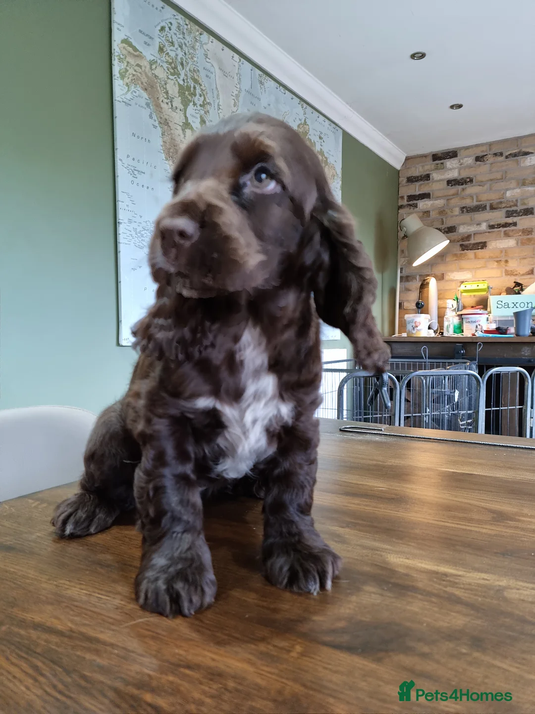 Cocker Spaniel dogs for stud: SHOW COCKER SPANIEL 🐕 health tested stud  in Brentwood - Advert 33