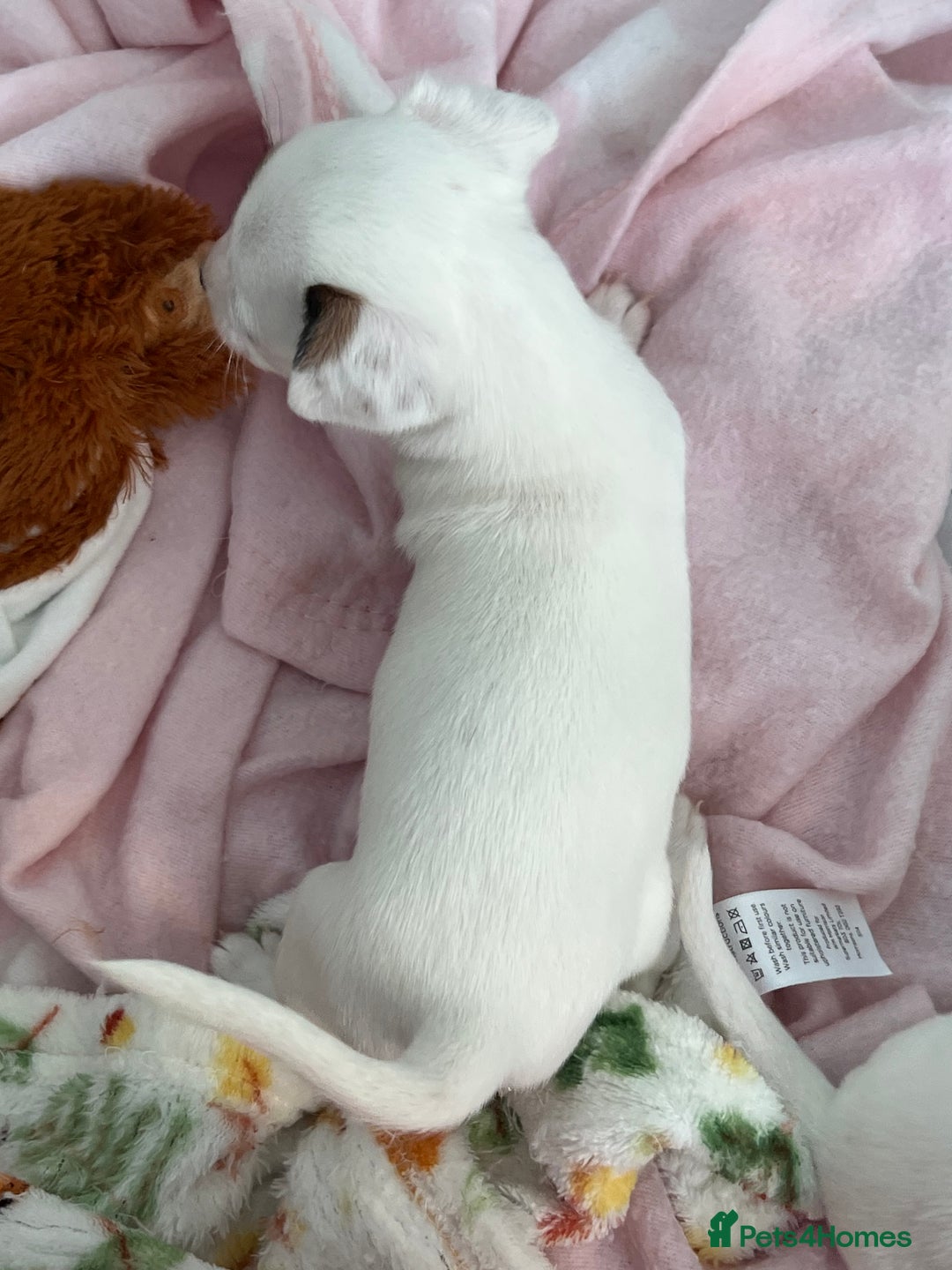 Jack Russell dogs for sale: Stunning Miniature Jack Russell Puppies!!! - Advert 13