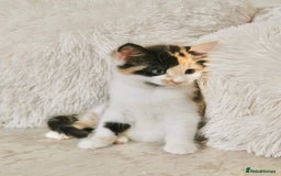 Mixed Breed cats for sale: Ragdoll X Maine Coon Kittens - Image 2
