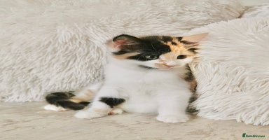 Mixed Breed cats - Advert 11