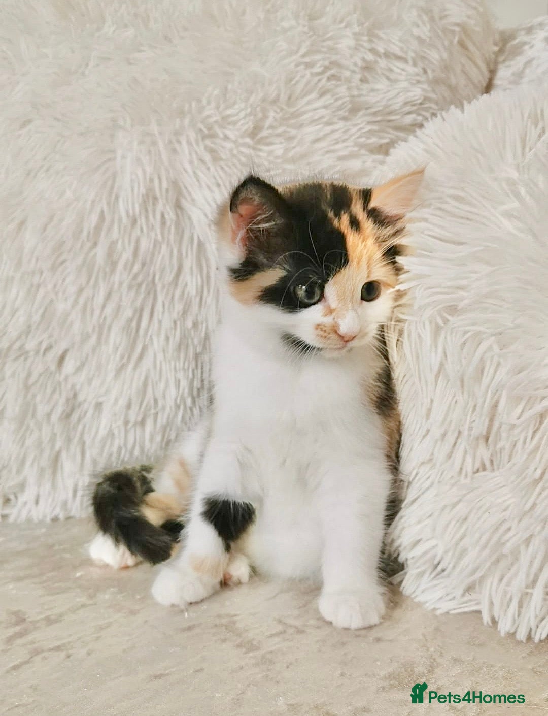 Mixed Breed cats for sale: Ragdoll X Maine Coon Kittens - Image 2