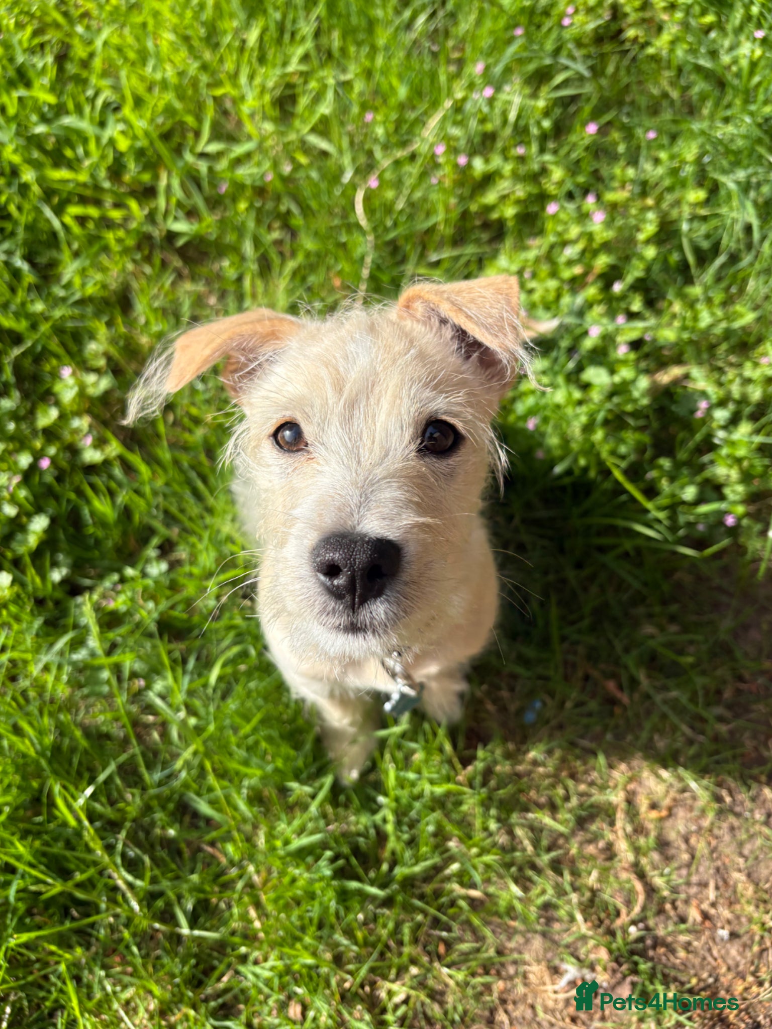 Mixed Breed dogs Maltese x Yorkshire terrier male - Advert 14