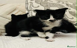 Mixed Breed cats for sale: Kittens  - Image 15