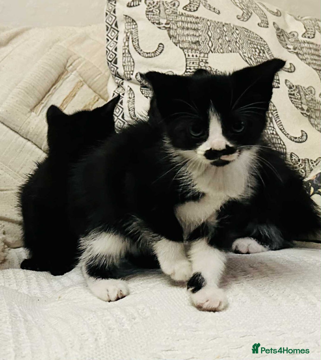 Mixed Breed cats for sale: Kittens  - Image 15