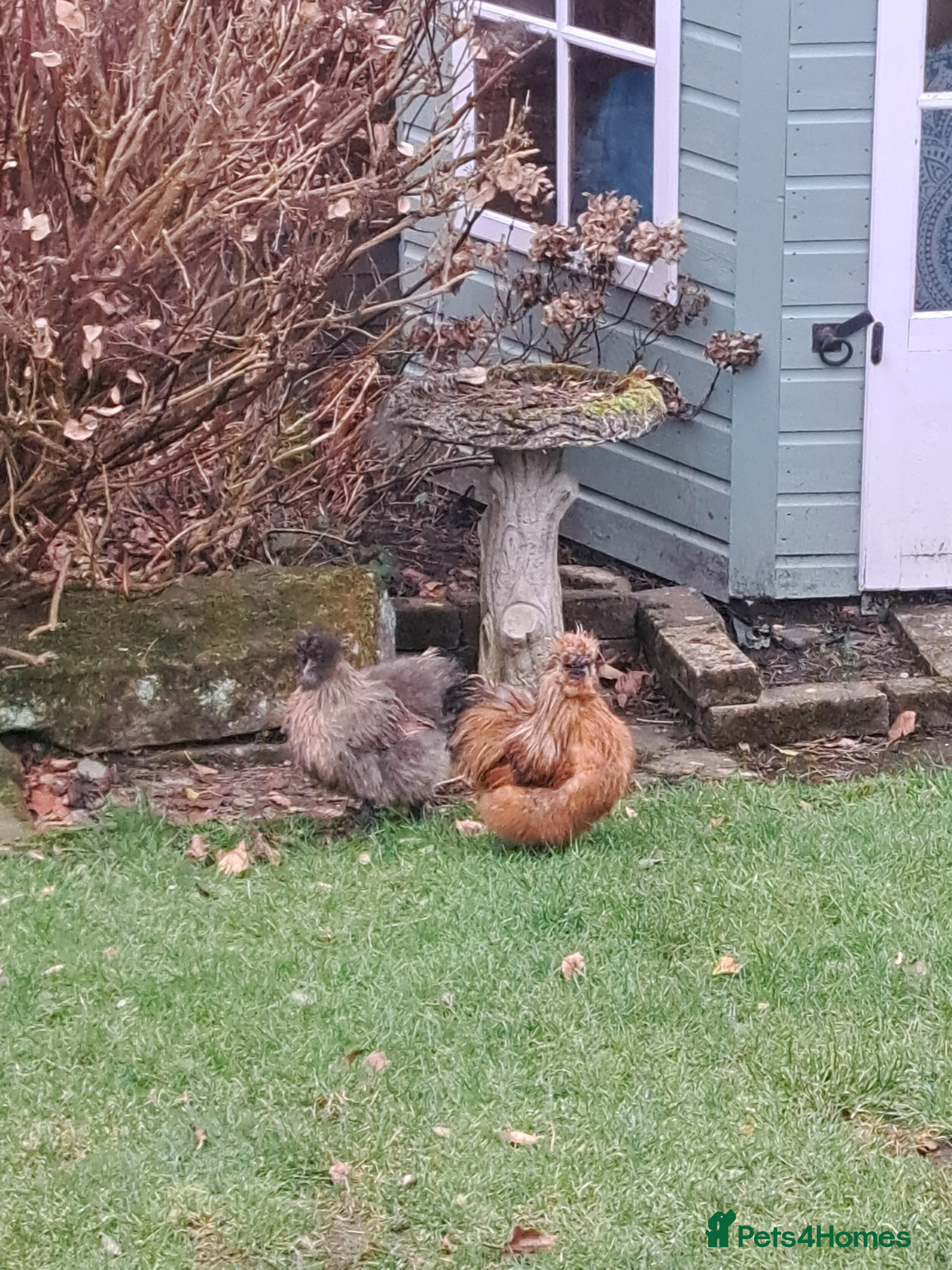 Chickens poultry Silkies Free to a good home - Advert 8