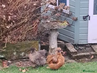 Chickens poultry Silkies Free to a good home - Advert 8