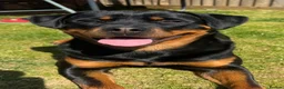 Rottweiler dogs for sale: Rottweiler Puppies  - Advert 8