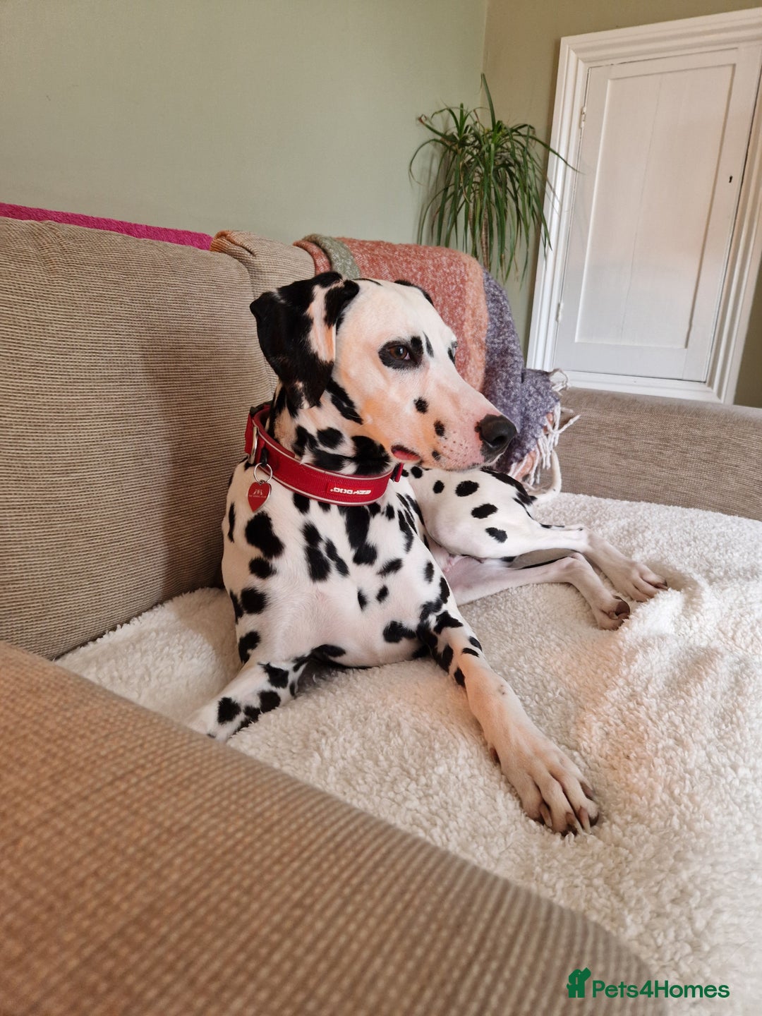 Dalmatian dogs for sale: **PREGNANCY CONFIRMED 8+ KC PUPPIES DUE 30/10**  - Image 3