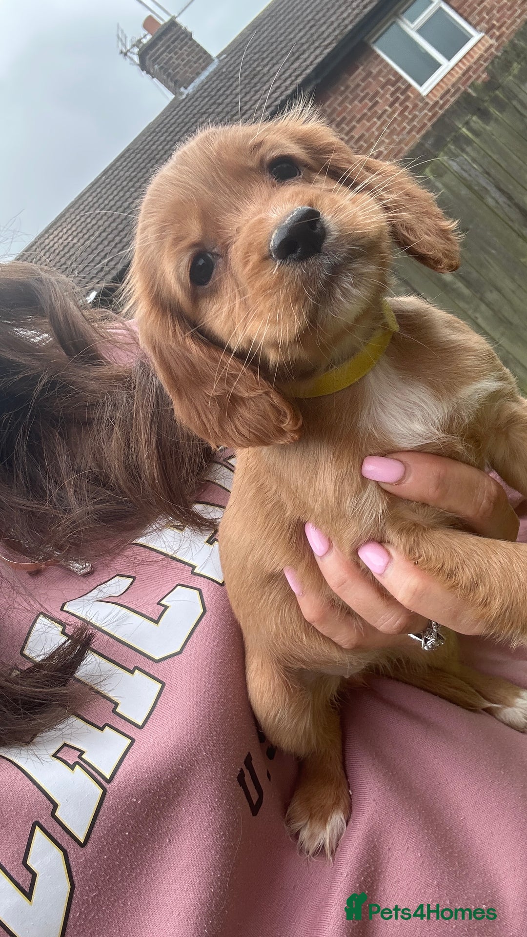 Cocker Spaniel dogs for sale: KC registered Red Cocker Spaniel Pups  - Image 16