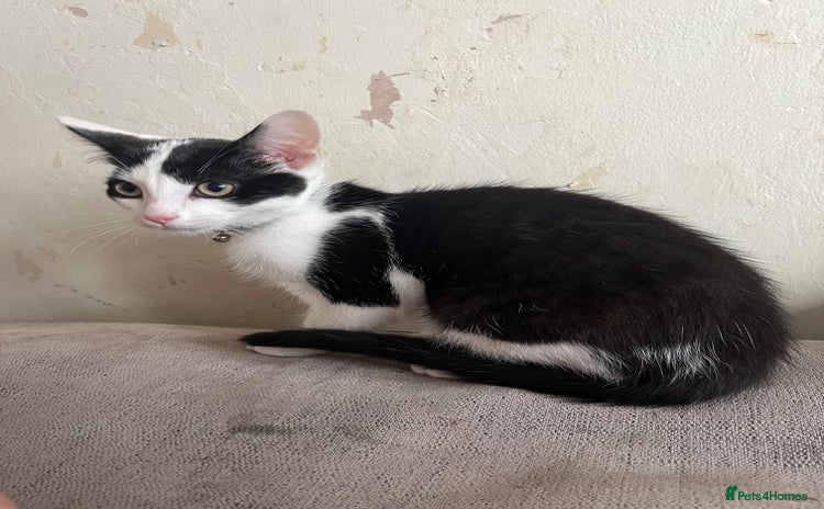 Mixed Breed cats - Advert 1