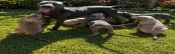 Cane Corso dogs for sale: Male cane corso puppy for sale - Advert 1