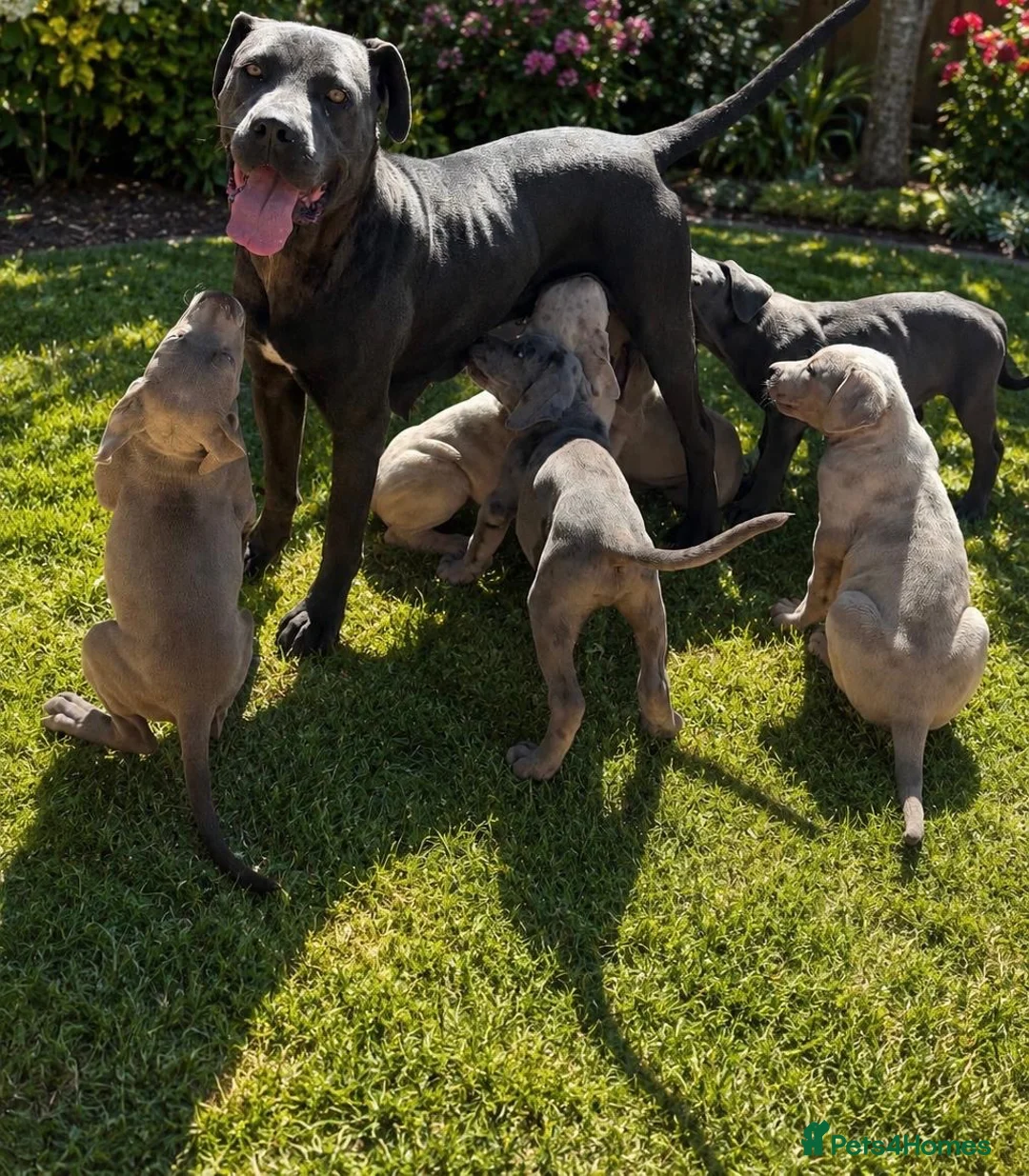 Cane Corso dogs for sale: Male cane corso puppy for sale - Advert 1