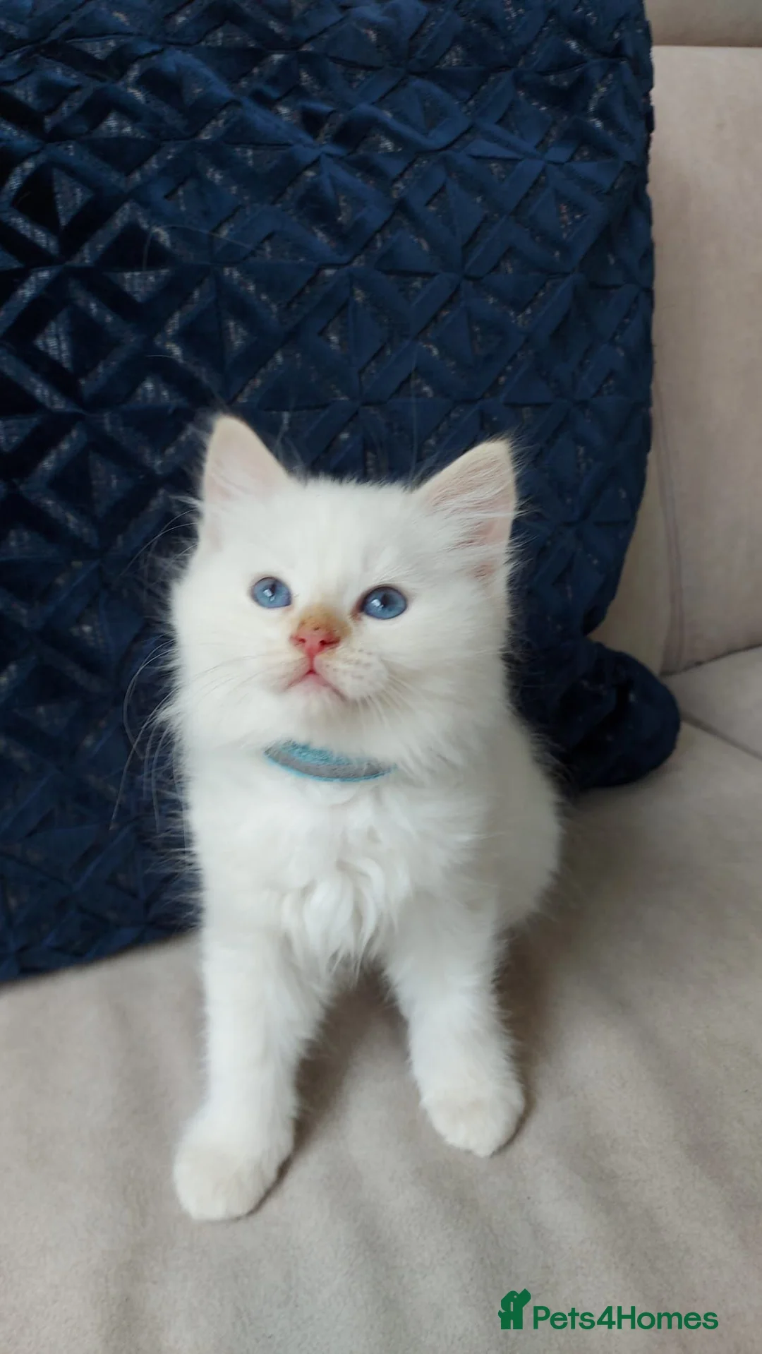 Siamese cats for sale: STUNNING Flame Point Siamese Kittens - Advert 40