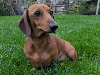 Miniature Dachshund dogs for sale: Lovely Miniature Dachshund - Advert 1