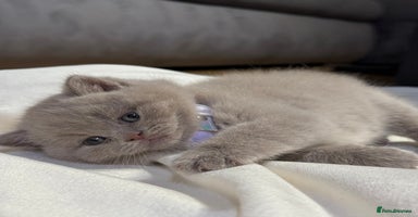 Scottish Fold cats - Advert 6