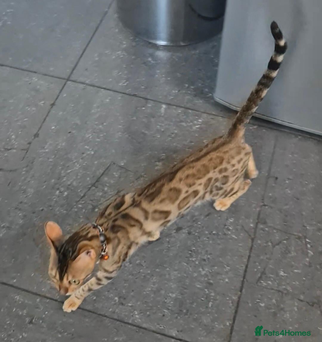 Bengal cats Bengal  female tica registered  - Advert 11