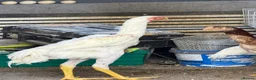 Chickens poultry for sale: WHITE O SHAMO CHICKENS - Advert 12