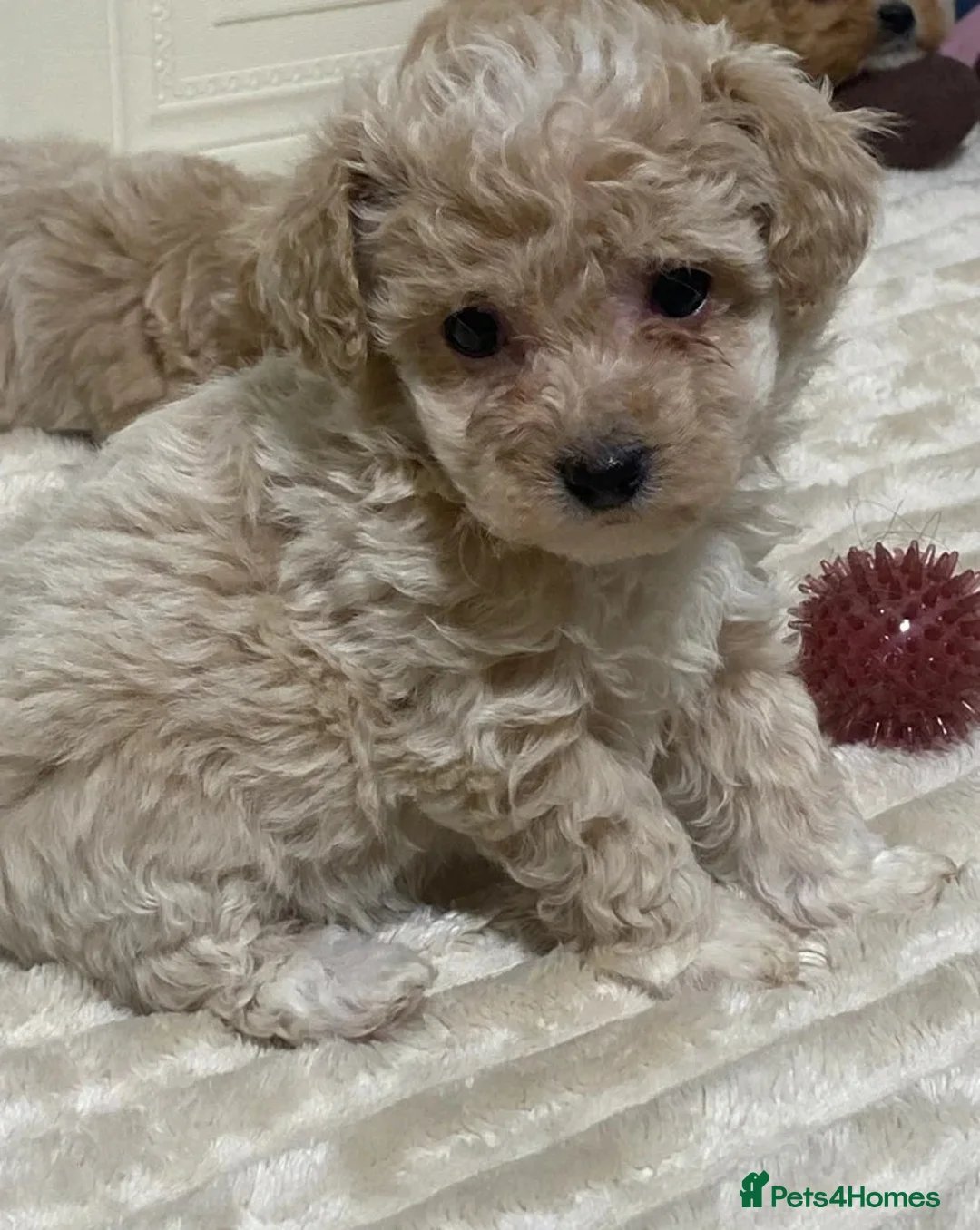 Maltipoo dogs for sale: Maltipoo puppies looking for loving homes  in Manchester - Advert 6