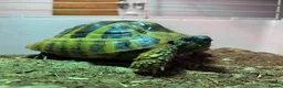 Hermann Tortoise reptiles for sale: Male Herman Tortoise  in Leicester - Advert 3