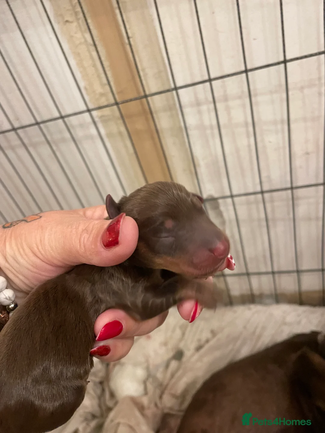 Dachshund dogs for sale: Miniature dachshunds  - Advert 10