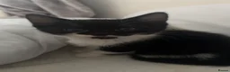 Mixed Breed cats for sale: black and white kittens  - Advert 8