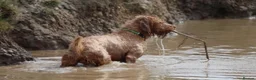 Hungarian Vizsla dogs for sale: Wirehaired Hungarian Vizsla 💕 - Advert 3