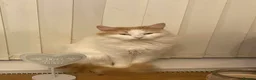 Mixed Breed cats for sale: 4 Gorgeous Kittens - Advert 13