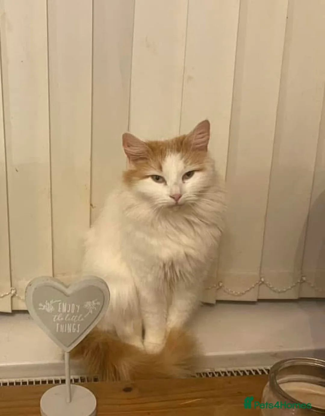 Mixed Breed cats for sale: 4 Gorgeous Kittens - Advert 13