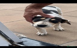 Mixed Breed dogs for sale: Foxhound/Lurcher Female Puppy - Image 6