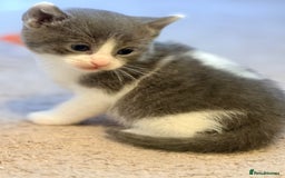 British Shorthair cats for sale: 🐾Turkish Angora × British Blue Kittens Ready Soon - Image 27