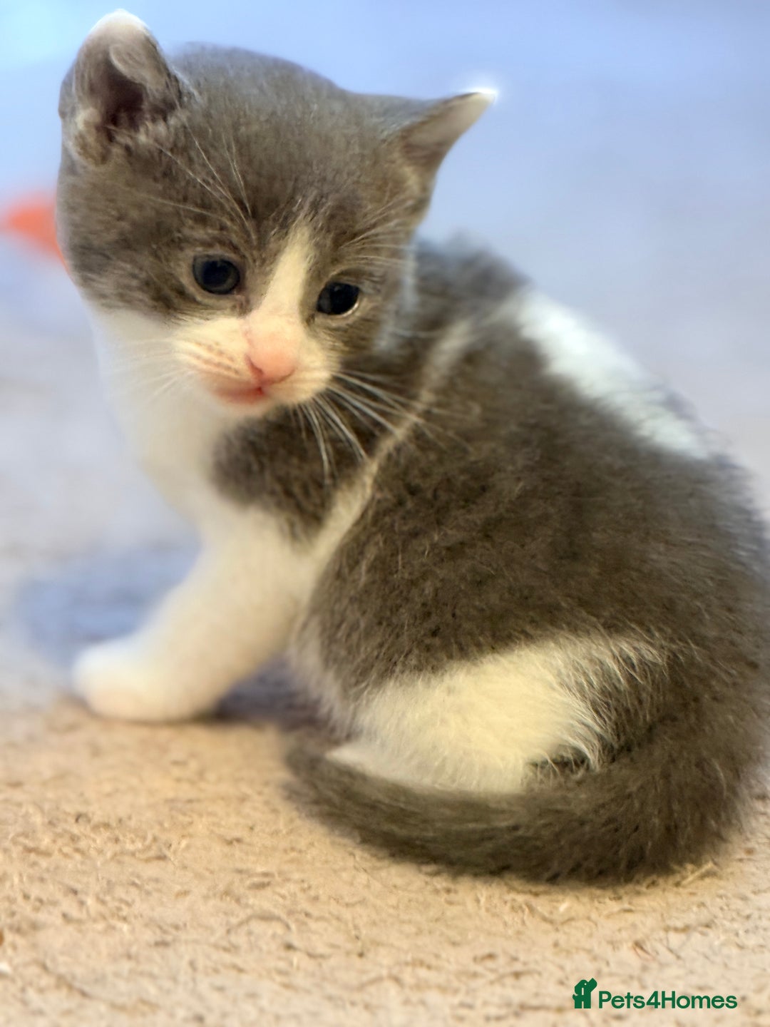 British Shorthair cats for sale: 🐾Turkish Angora × British Blue Kittens Ready Soon - Image 27