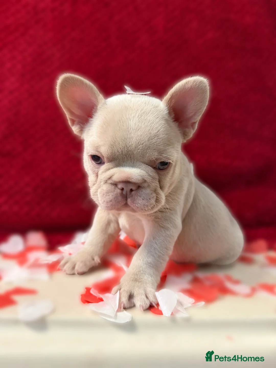 French Bulldog dogs for sale: Stunning KC registered Frenchies😍 4 male 1 female - Advert 3