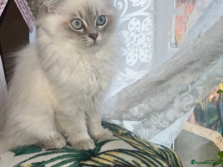 Ragdoll cats - Advert 34