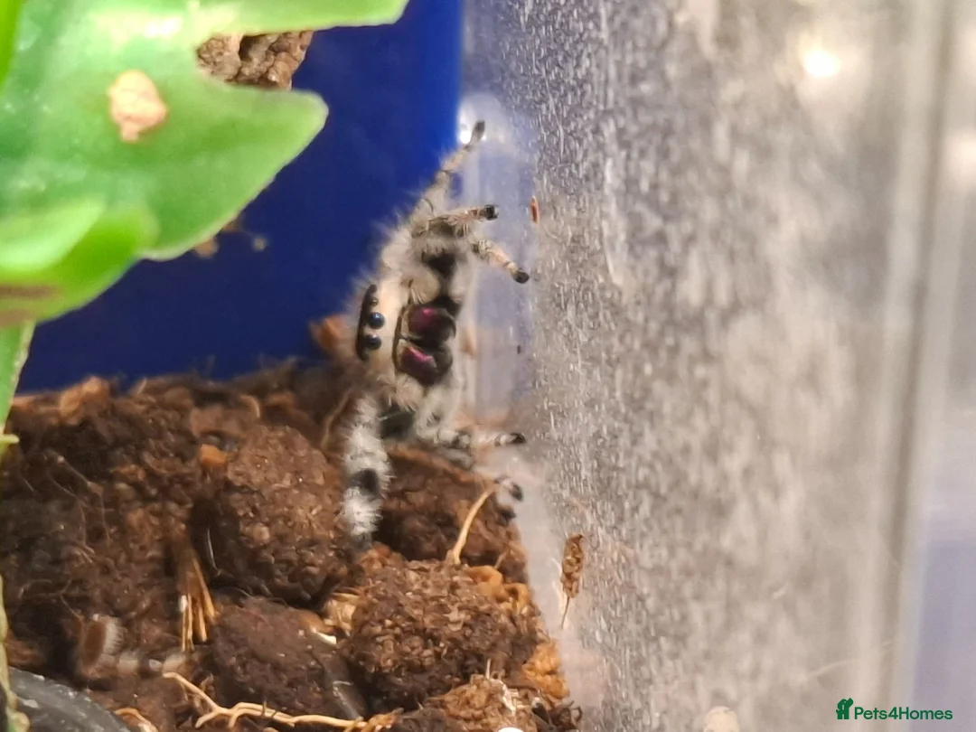 Spiders invertebrates for sale: 3 jumping spiders - Advert 2