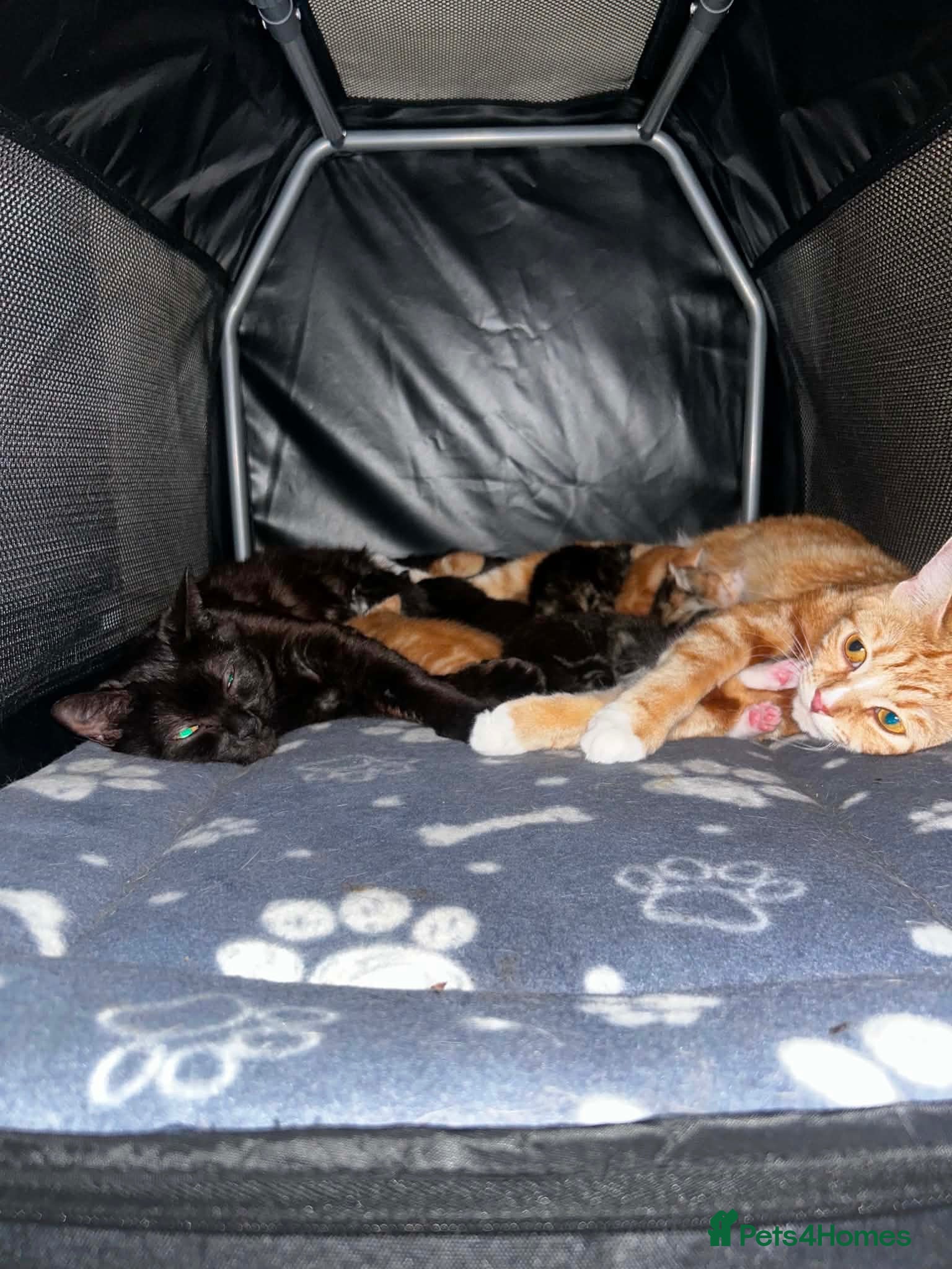 Mixed Breed cats Kittens looking for their forever homes  - Advert 1