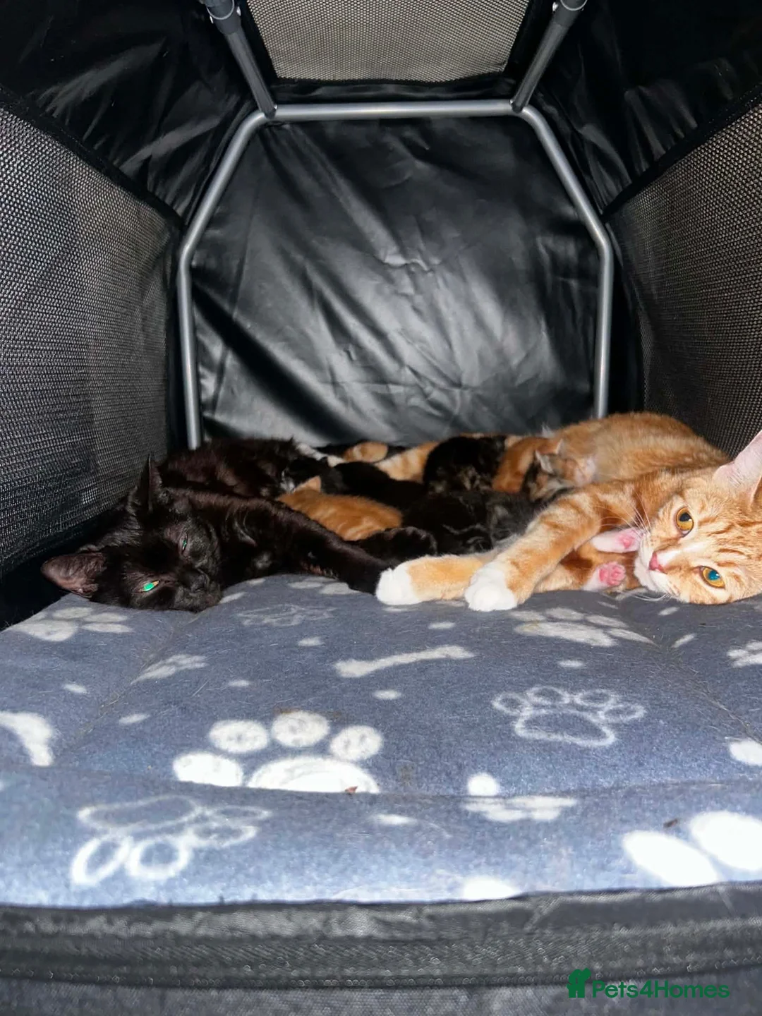 Mixed Breed cats for sale: Kittens looking for their forever homes  - Advert 1