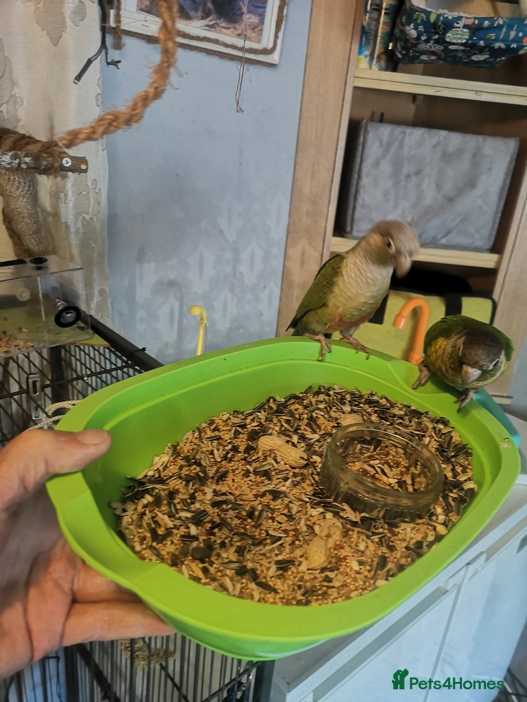 Conures birds for sale: 2 conures 1 silly tame 1semi tame  - Image 8
