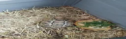 Tortoise reptiles for sale: 3 year old leopard tortoise  in Huddersfield - Advert 3