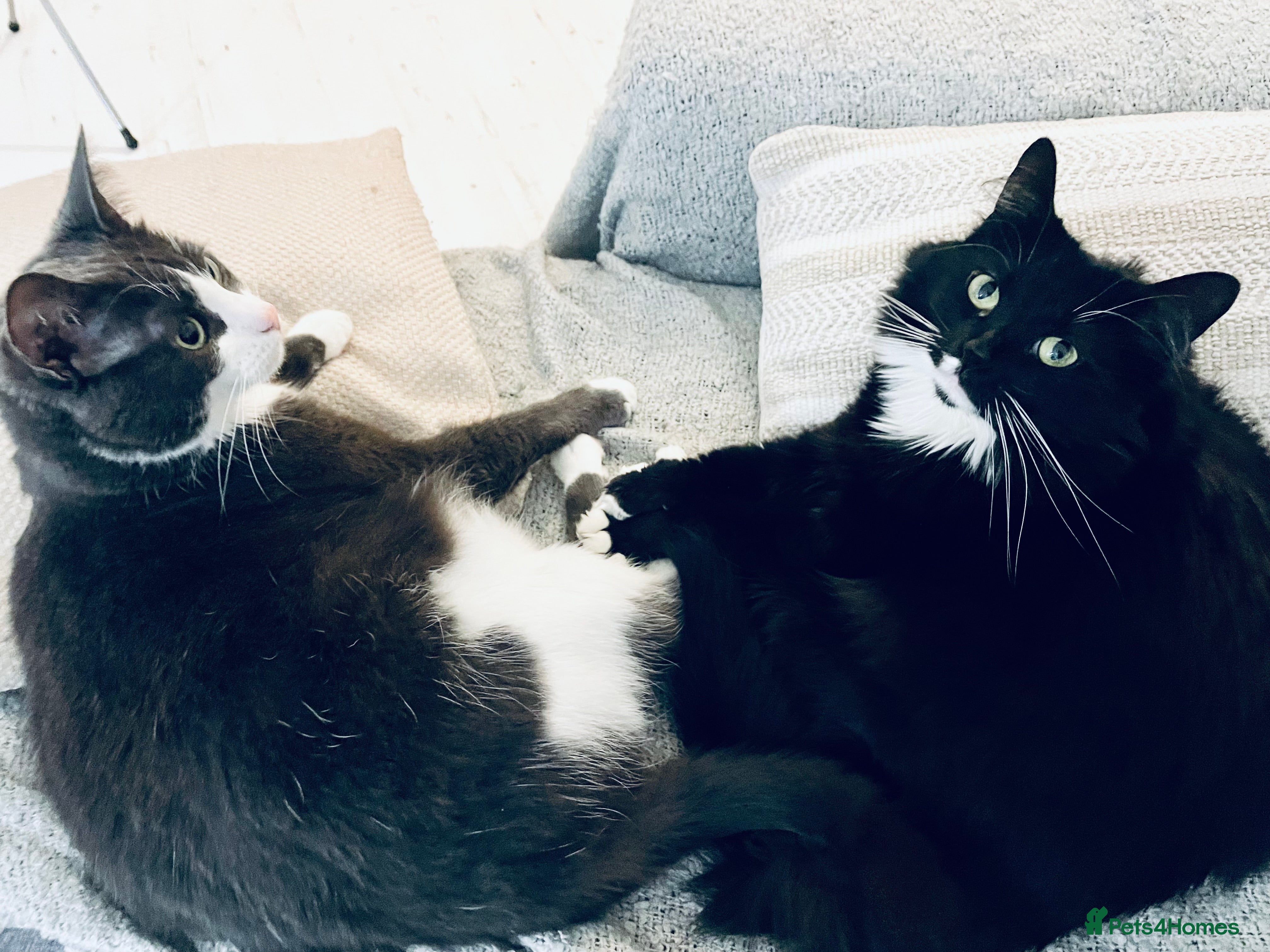 Mixed Breed cats Fidget (8) & Lily (5) Seeking Loving Home  - Advert 6