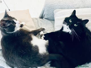 Mixed Breed cats Fidget (8) & Lily (5) Seeking Loving Home - Advert 10