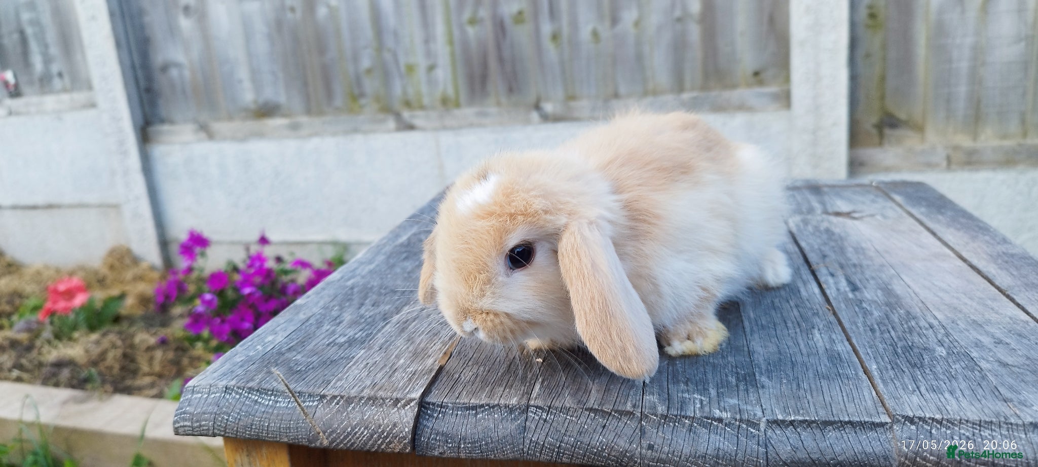 Mini Lop rabbits Mini lop bunnies ( Updated:17/05/26) - Advert 20