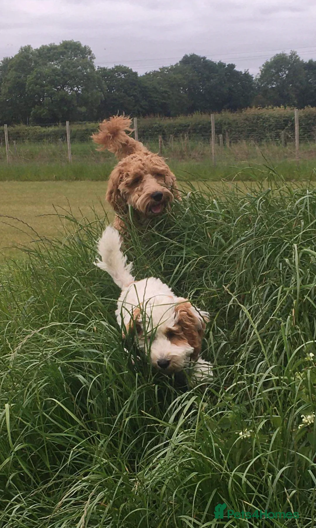 Cockapoo dogs for stud: STUD - F1 Red and white Cockapoo - Health Clear in York - Advert 16