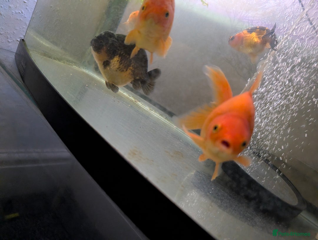Fancy Goldfish fish for sale: 5 ranchu 1 fantail goldfish  - Image 3