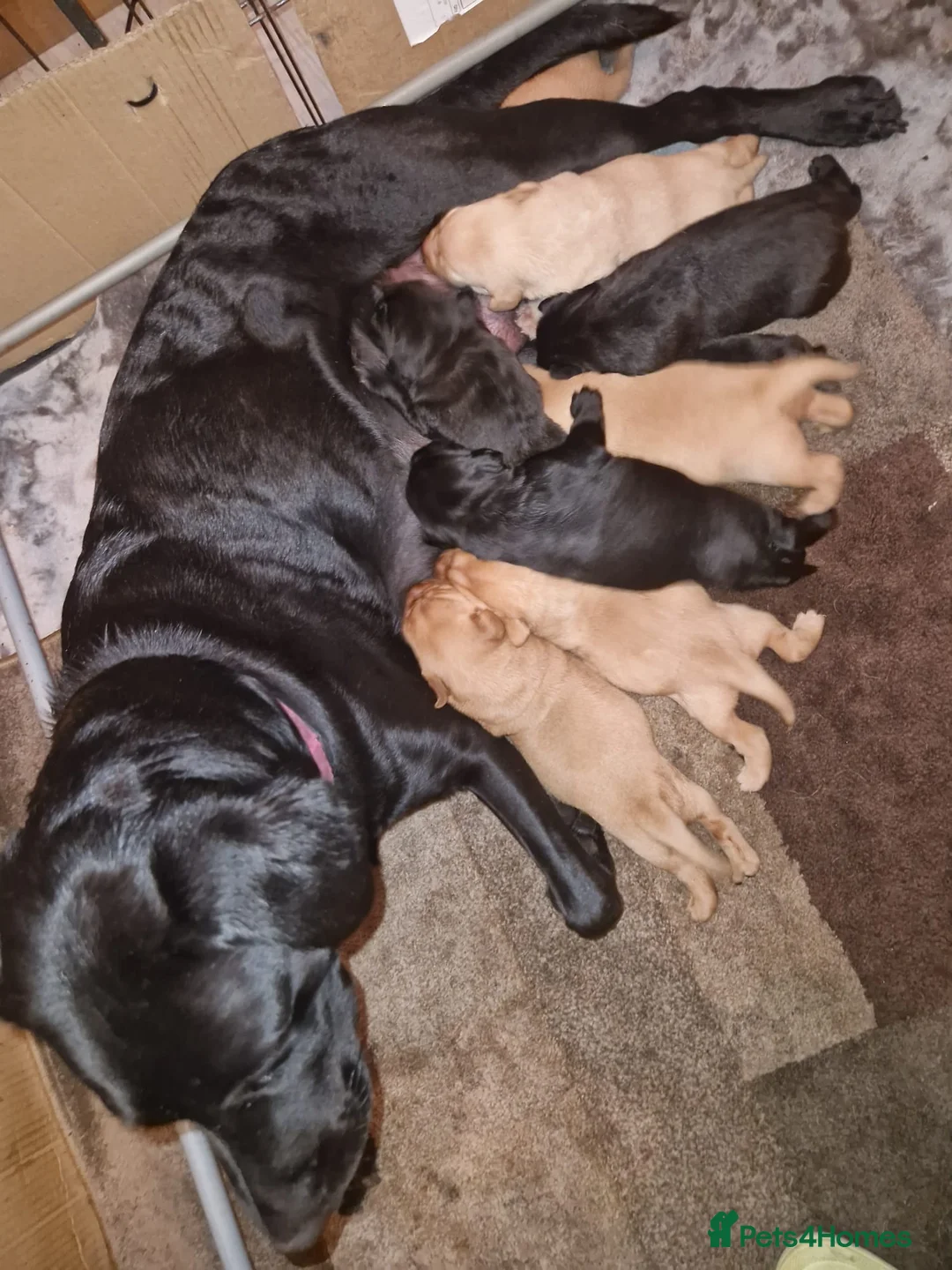 Labrador Retriever dogs for sale: Beautiful Labrador Puppies ready soon in Llanelli - Advert 2