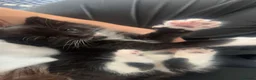 Mixed Breed cats for sale: Mixed breed black and white kittens - Advert 10